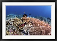 A Beautiful Hard Coral Reef Supports a Healthy Ecosystem Fine Art Print