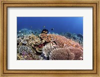 A Beautiful Hard Coral Reef Supports a Healthy Ecosystem Fine Art Print