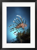 A Lionfish Hovers Over a Coral Reef As the Sun Sets Fine Art Print