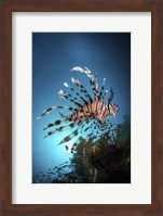A Lionfish Hovers Over a Coral Reef As the Sun Sets Fine Art Print