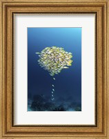 A School Of Fish With a Few Stragglers Catching Up to the School Fine Art Print