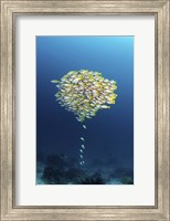A School Of Fish With a Few Stragglers Catching Up to the School Fine Art Print