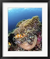 Clownfish Seeking Shelter in An Anemone Fine Art Print
