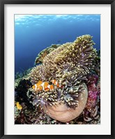 Clownfish Seeking Shelter in An Anemone Fine Art Print
