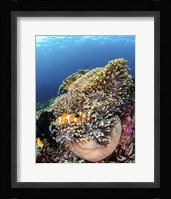 Clownfish Seeking Shelter in An Anemone Fine Art Print