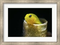 Lemon Goby With Its Eggs On the Side Of a Tube Worm Hole Fine Art Print