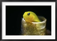 Lemon Goby With Its Eggs On the Side Of a Tube Worm Hole Fine Art Print