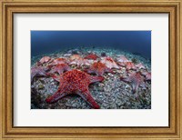 Panamic Cushion Stars Gather On the Sea Floor Fine Art Print