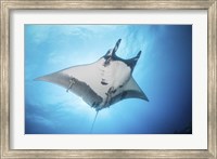 A Giant Manta Ray Soars By Under the Sun Fine Art Print