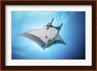 A Giant Manta Ray Soars By Under the Sun Fine Art Print