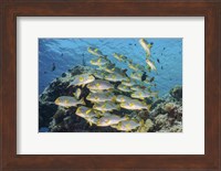 A School Of Sweetlip Fish Stacked Up Against a Coral Head Fine Art Print