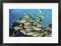 A School Of Sweetlip Fish Stacked Up Against a Coral Head Fine Art Print