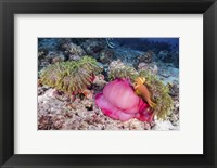 Two Anemone Fish Make Their Home in a Pink Anemone Fine Art Print