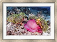 Two Anemone Fish Make Their Home in a Pink Anemone Fine Art Print