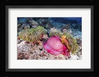 Two Anemone Fish Make Their Home in a Pink Anemone Fine Art Print