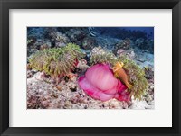 Two Anemone Fish Make Their Home in a Pink Anemone Fine Art Print