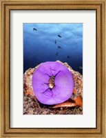 A Clownfish Peeks Out From a Purple Anemone Fine Art Print