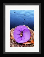 A Clownfish Peeks Out From a Purple Anemone Fine Art Print