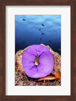 A Clownfish Peeks Out From a Purple Anemone Fine Art Print