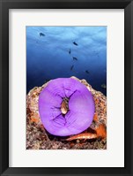 A Clownfish Peeks Out From a Purple Anemone Fine Art Print