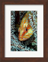A Coral Grouper Peaking Through a Gorgonian Fine Art Print