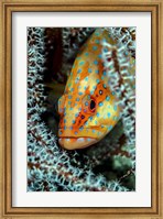A Coral Grouper Peaking Through a Gorgonian Fine Art Print
