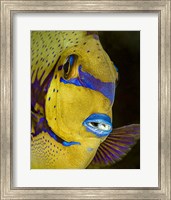 Head Shot Of a Surgeonfish Fine Art Print