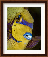 Head Shot Of a Surgeonfish Fine Art Print