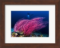 Reef Scene With Diver in Kimbe Bay, Papua New Guinea Fine Art Print