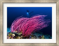 Reef Scene With Diver in Kimbe Bay, Papua New Guinea Fine Art Print