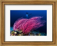 Reef Scene With Diver in Kimbe Bay, Papua New Guinea Fine Art Print