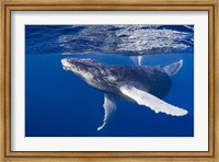 Humpback Whale Calf Playing At the Surface Fine Art Print