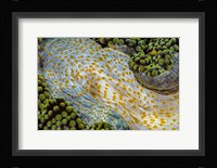 Texture Of An Anemone Fine Art Print