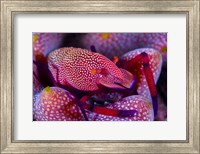 Emperor Shrimp On a Sea Cucumber Fine Art Print