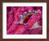 Caloria Indica Nudibranch Fine Art Print