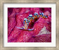 Caloria Indica Nudibranch Fine Art Print