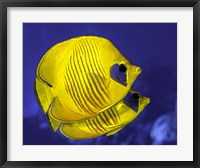 A Pair Of Masked Butterflyfish Fine Art Print
