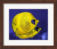 A Pair Of Masked Butterflyfish Fine Art Print