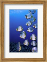 Schooling Circular Batfish, Indonesia Fine Art Print