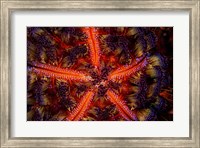 Stunning Colors Of a Fire Urchin, Indonesia Fine Art Print