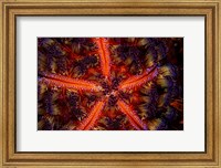 Stunning Colors Of a Fire Urchin, Indonesia Fine Art Print