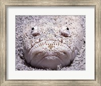 Stargazer Fish Sits Buried in the Sand Waiting For Prey Fine Art Print