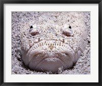 Stargazer Fish Sits Buried in the Sand Waiting For Prey Fine Art Print
