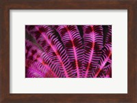 Pink and Red Crinoid Fine Art Print