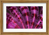 Pink and Red Crinoid Fine Art Print