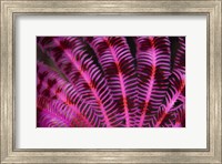 Pink and Red Crinoid Fine Art Print