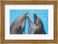 Atlantic Bottlenose Dolphins Fine Art Print