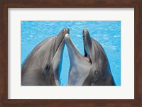 Atlantic Bottlenose Dolphins Fine Art Print