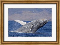 Breaching Humpback Whale, Off the Coast Of Hawaii Fine Art Print