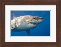 A Great White Shark Fine Art Print